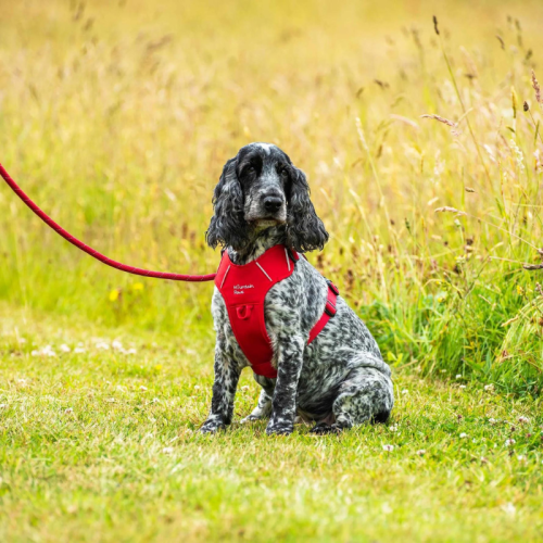 Koerajalutusnöör Mountain Paws Rope Dog Lead