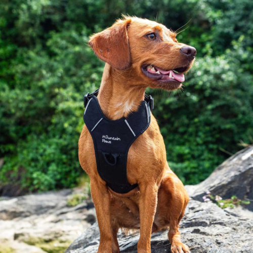 Koerte rakmed Mountain Paws Dog Harness