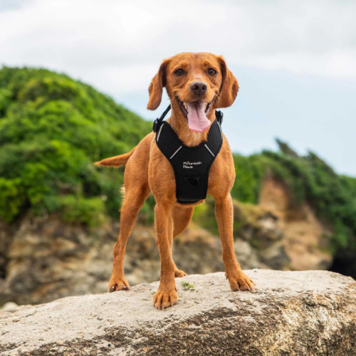 Koerte rakmed Mountain Paws Dog Harness