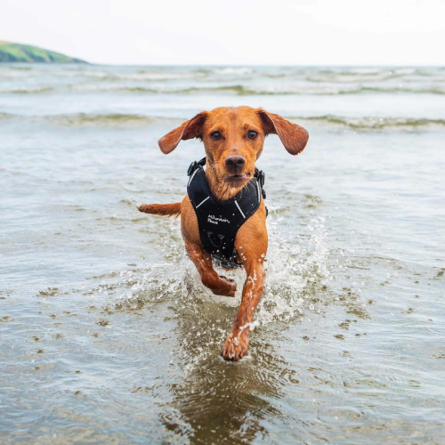 Koerte rakmed Mountain Paws Dog Harness