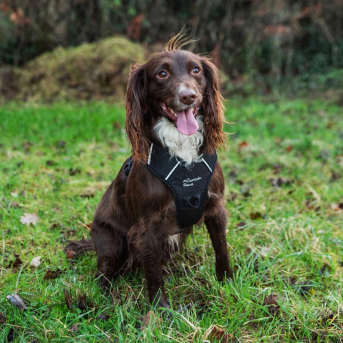 Koerte rakmed Mountain Paws Dog Harness