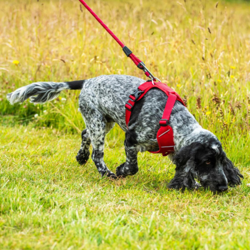 Koerte rakmed Mountain Paws Dog Harness