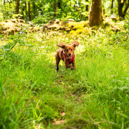Koerte rakmed Mountain Paws Dog Harness