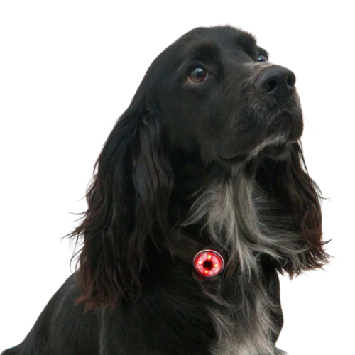 Laternad loomadele Mountain Paws Dog Safety Light 2 Pack