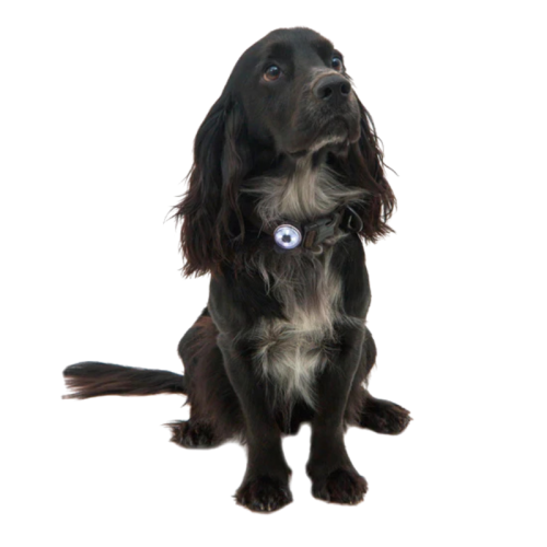 Laternad loomadele Mountain Paws Dog Safety Light 2 Pack