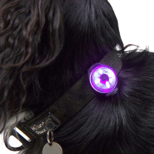 Laternad loomadele Mountain Paws Dog Safety Light 2 Pack